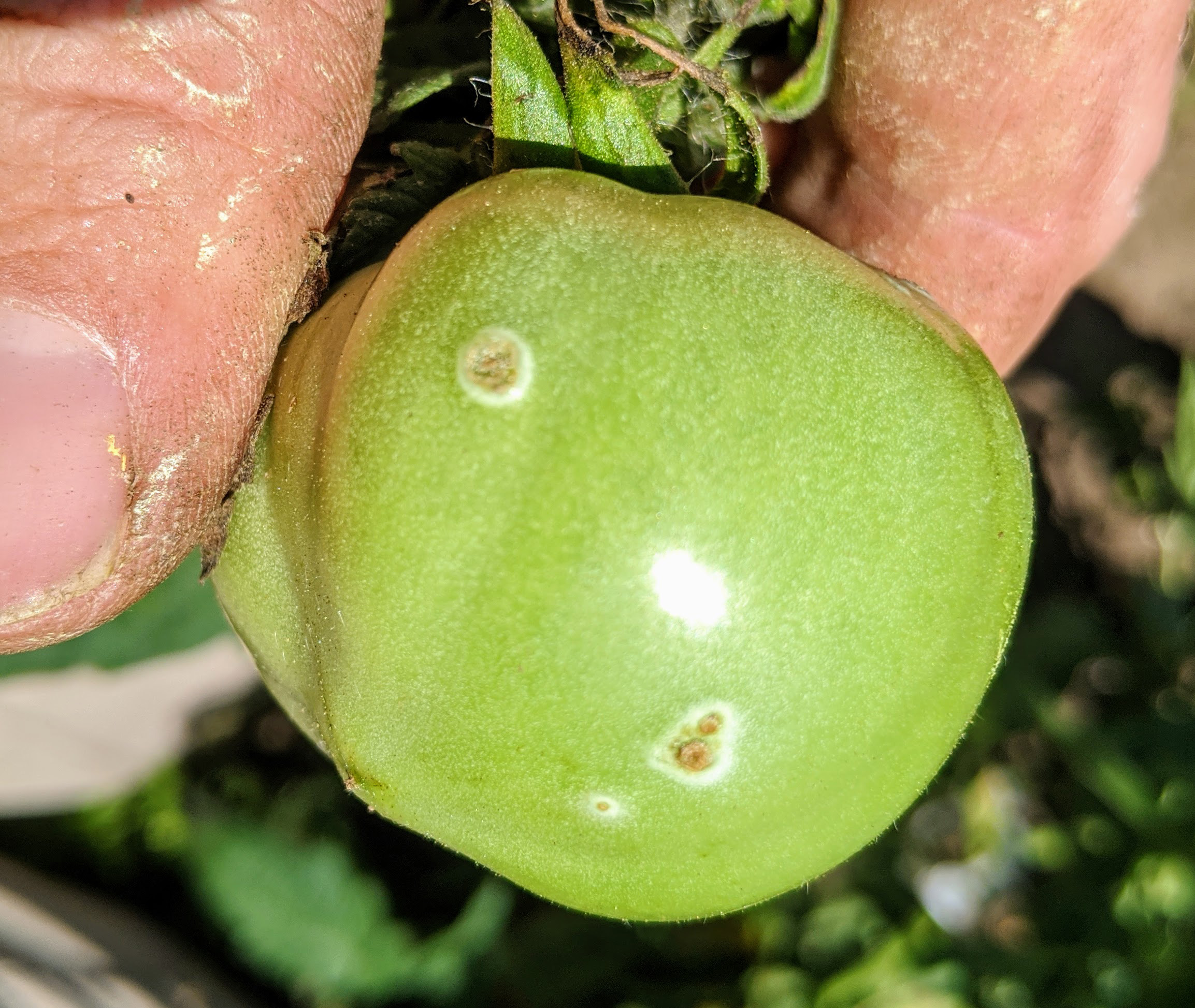 Bacterial canker symptoms on tomato fruit